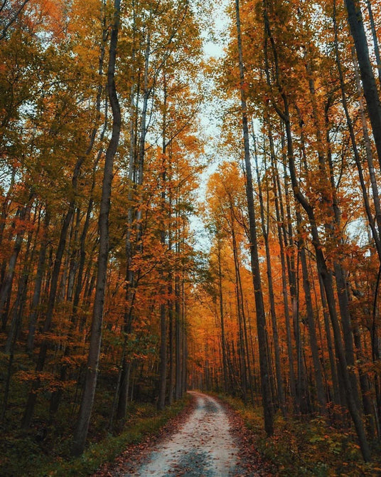 The GAP trail during fall