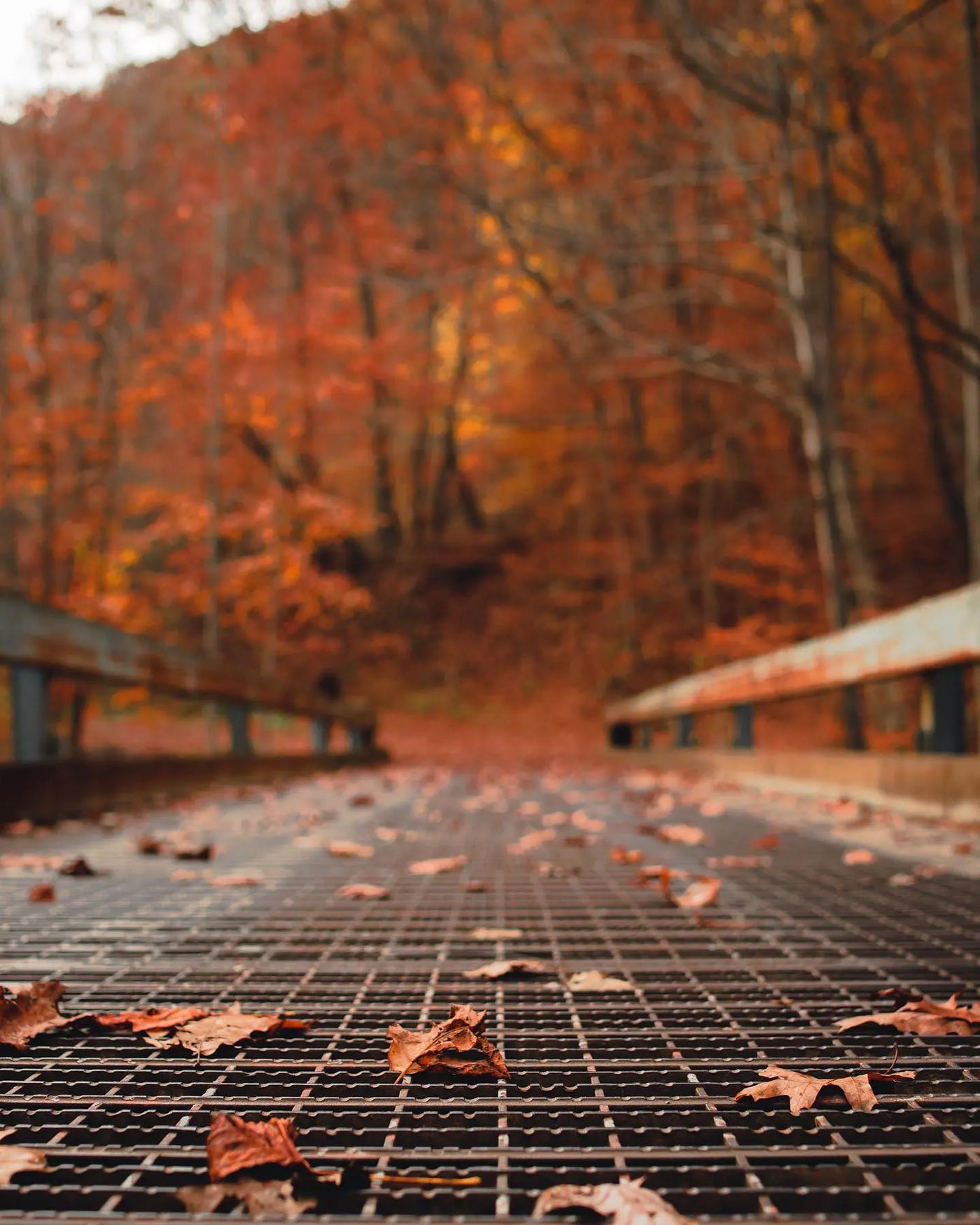 A bridge crossing with fall colored leaves in Ohiopyle State Park