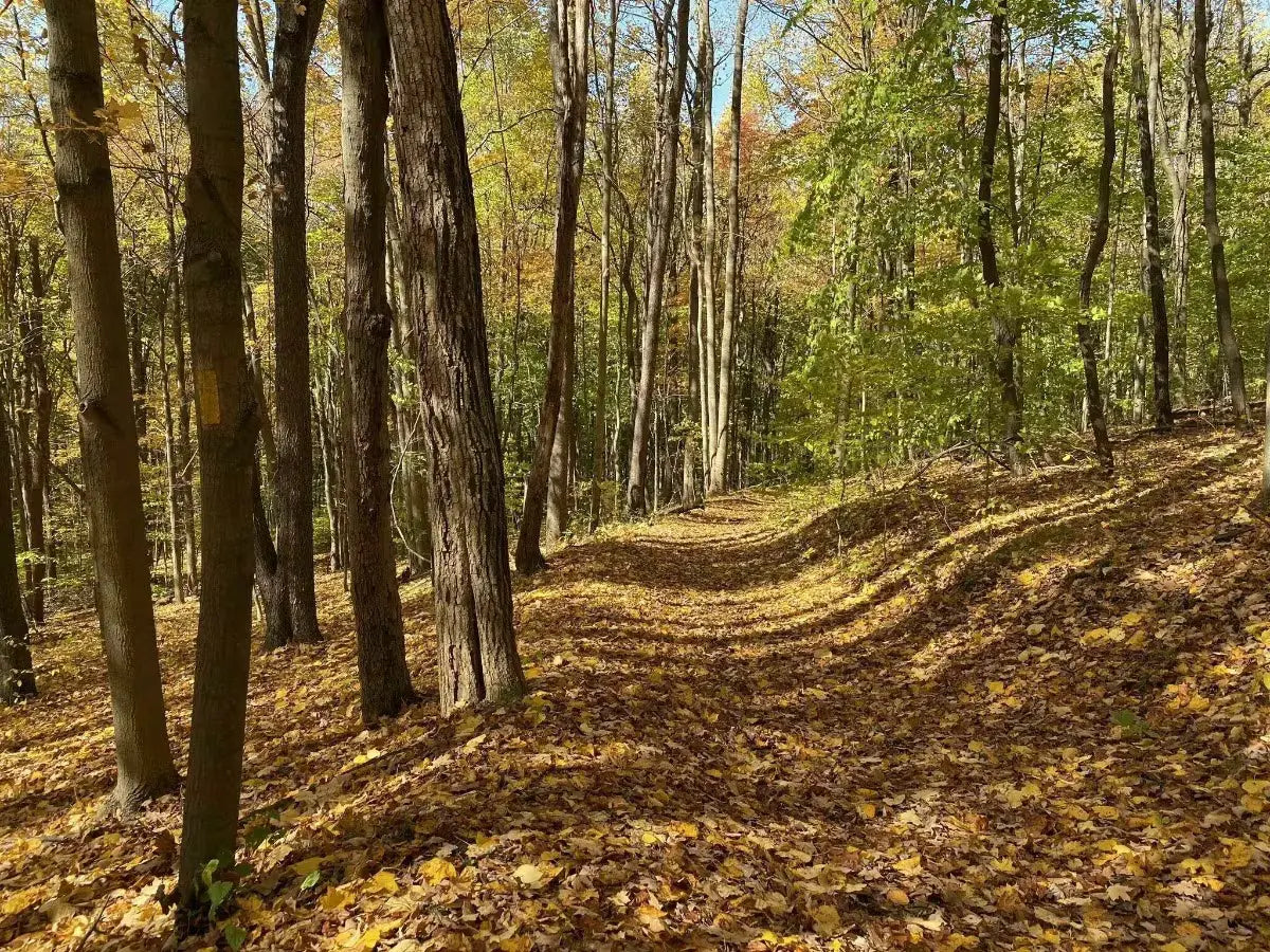 The Kentuck trail as seen during the fall