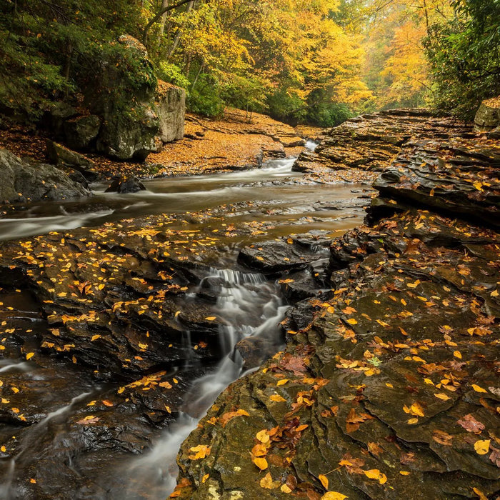 A long exposure of Meadow run with fall leaves