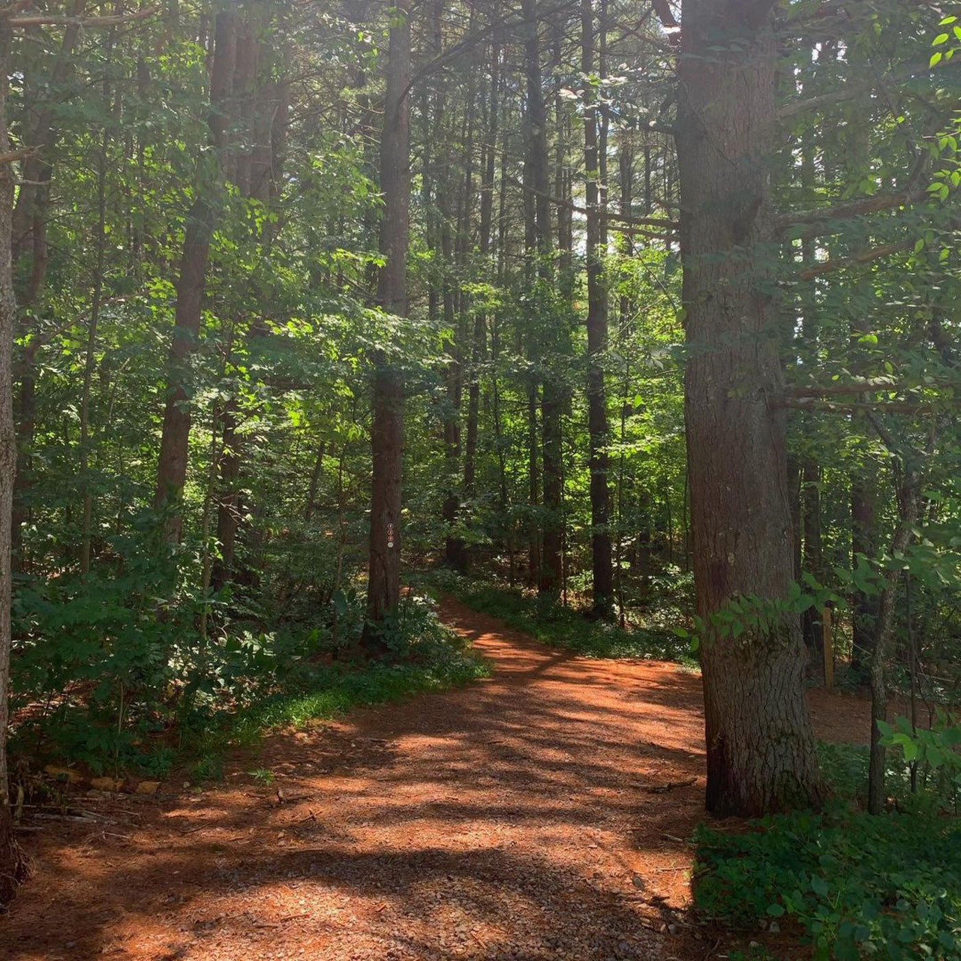 A forested trail in the Bear Run Nature Preserve