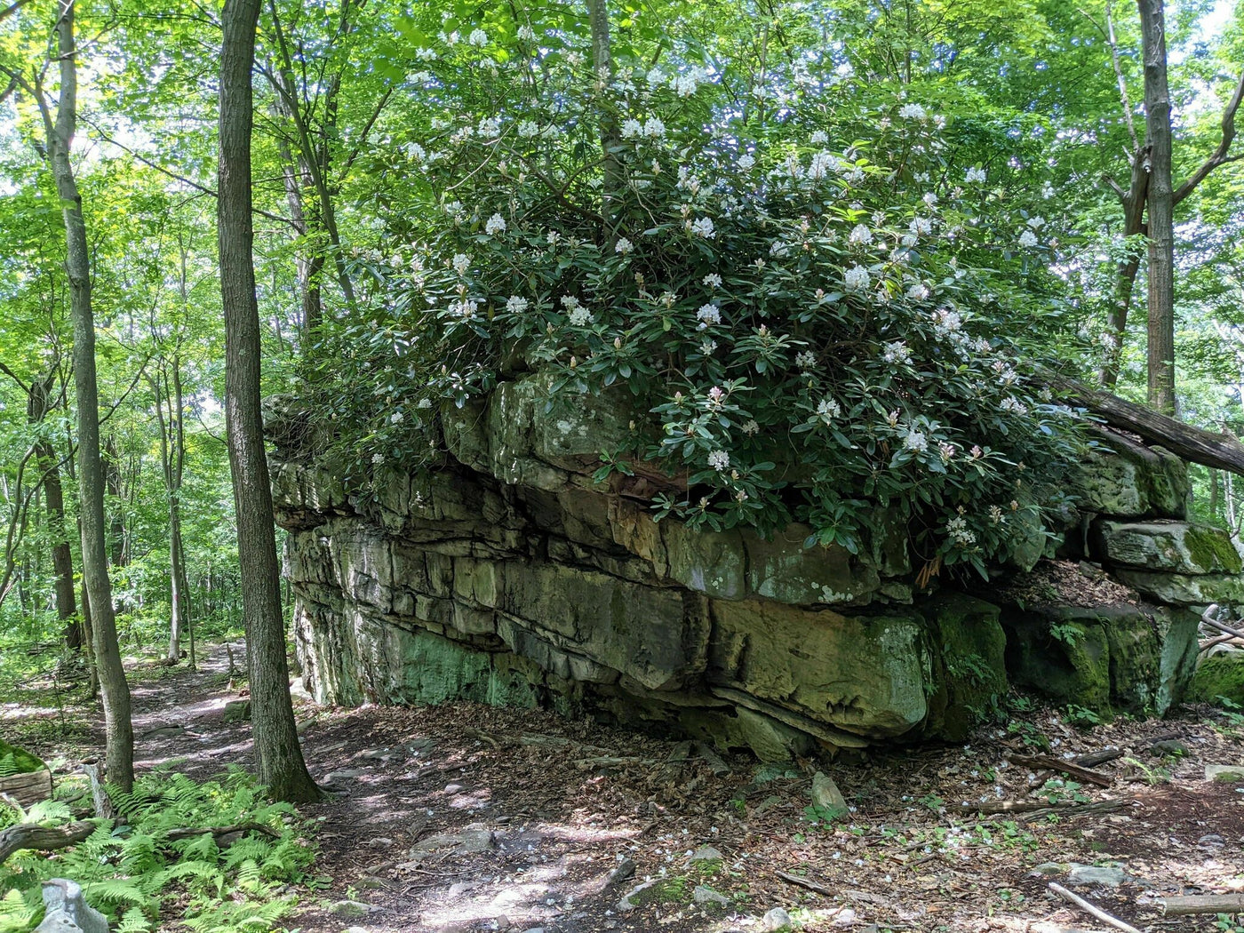 A large rock formation along the McCune Trail in Ohiopyle State Park